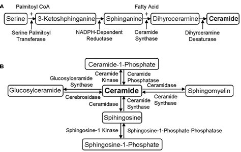 Frontiers Role Of Sphingolipid Metabolites In The Homeostasis Of Steroid Hormones And The