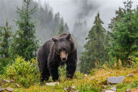 Oso Pardo Salvaje En El Bosque De Otoño Animal En Hábitat Natural