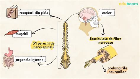 Alcătuirea Măduvei Spinării și Nervii Spinali Biologie Clasa A 7 A