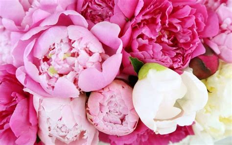 There Are Thousands Of Peony Varieties To Choose For Your Garden