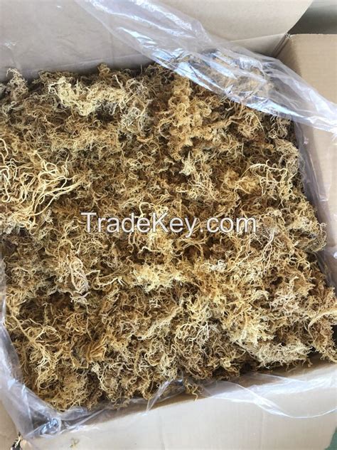 Dried Sea Moss 100 Natural Sea Moss From Vietnam With Competitive