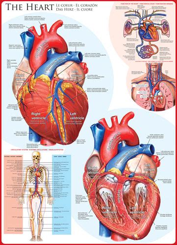 The Heart 1000 Pieces Eurographics Puzzle Warehouse