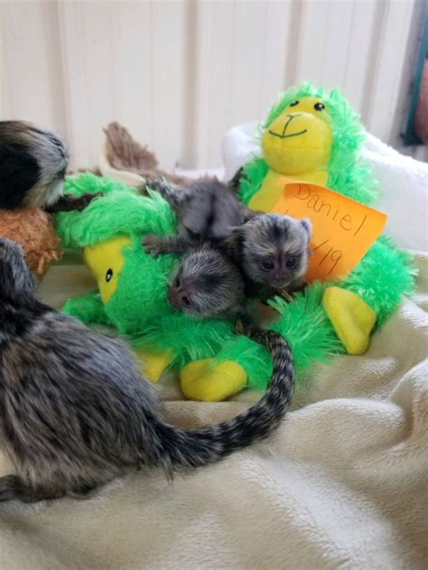 Marmoset Monkeys For Sale