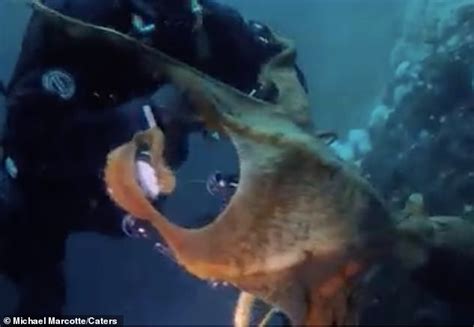 Terrifying Moment A Giant Octopus Named Larry Almost Strangles A Diver