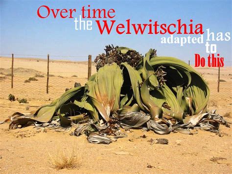 Welwitschia Mirabilis Youtube