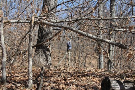 Edge Feathering Bartylla S Whitetail Habitat Plans