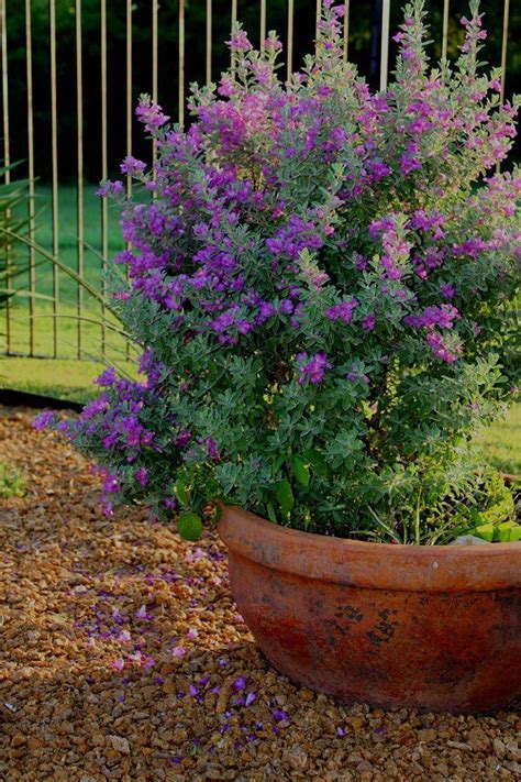 How to Grow Texas Sage Plant in Pot | Texas Ranger Plant Care