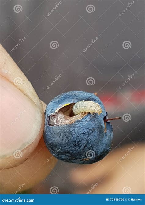 Blueberry worms stock photo. Image of close, blueberry - 75358766