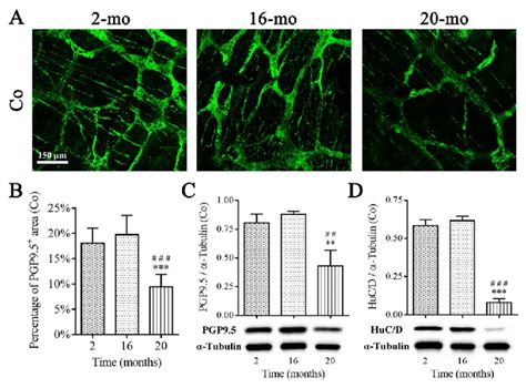 Diminished Enteric Neurons In The Colon Of Old Mice PGP9 5 Recognized