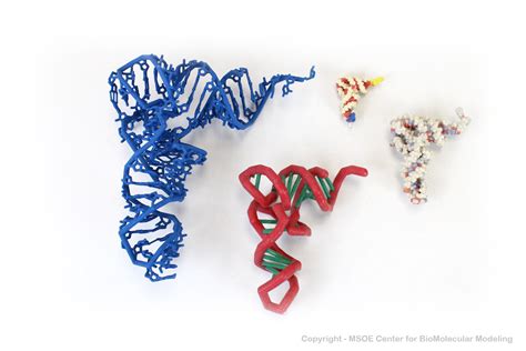 Msoe Center For Biomolecular Modeling Model Gallery