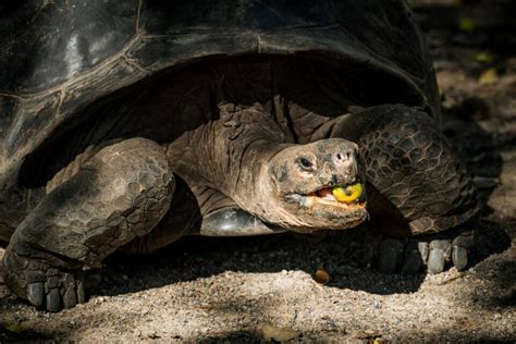 Galapagos Giant Tortoises An Update From The Field Galapagos