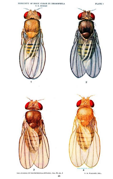 Heredity Of Body Color In Drosophila T H Morgan 1912 Journal Of