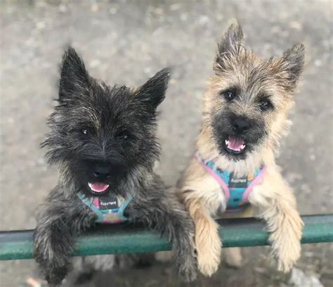10 Fun Facts About Cairn Terriers