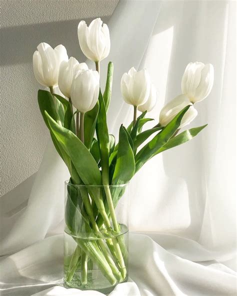 Karibu Flowers On Twitter Back In Stock Our White Tulips Are Back