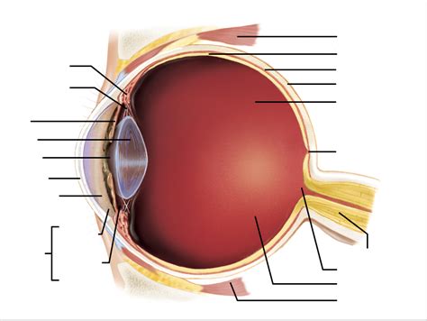 Special Senses Diagram Diagram Quizlet