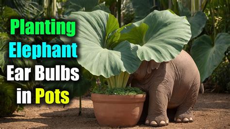 How To Plant Elephant Ear Bulbs In Pots YouTube