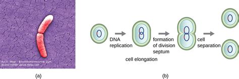 Binary Fission In Bacteria