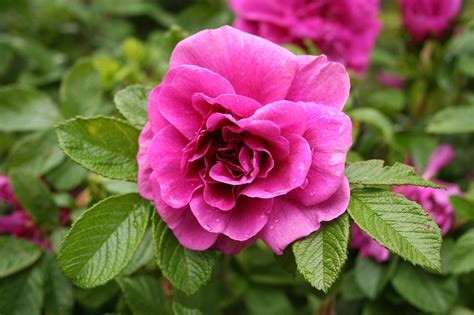 Rose Purple Free Stock Photo A Purple Rose On A Bush 7811