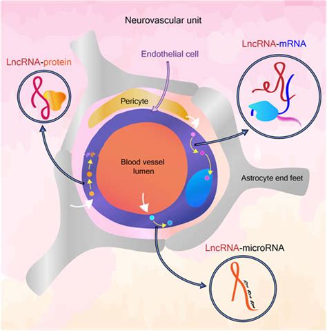 Frontiers Long Non Coding Rna Based Regulation Of Cerebrovascular