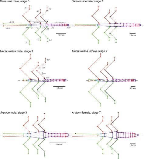 Morphometric Data Species Sex And Stage Comparisons Of Body Limb