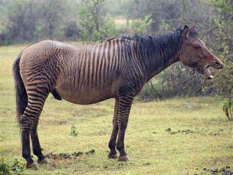 Zebroid 1 Zebroid Or Zorse A Horse Zebra Hybrid Mount Ke Flickr