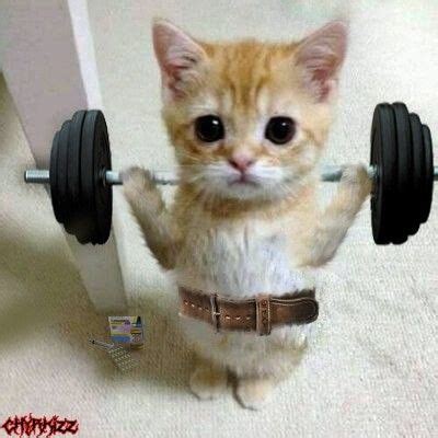 El Gato Gym Gattini Gatti Disegni Di Sfondi