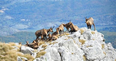 Alla Scoperta Del Parco Nazionale Dabruzzo Lazio E Molise Tesori D