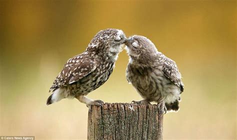 Feathered and flirty: Two owls close their eyes and are lost in the moment as they kiss while ...