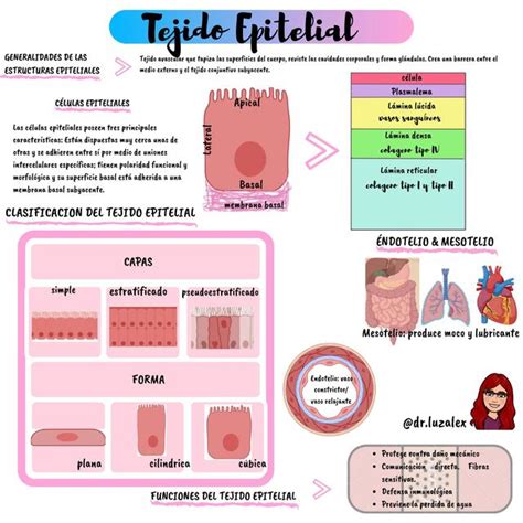 Tipos De Tejido Epitelial