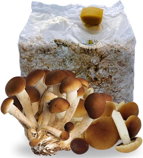 Acquaverde 1 Kit Coltivazione Funghi Pioppini Agrocybe Aegerita