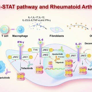 Roles Of The Jak Stat Pathway In The Pathogenesis Of Rheumatoid