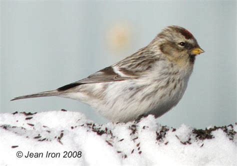 Hoary Redpolls