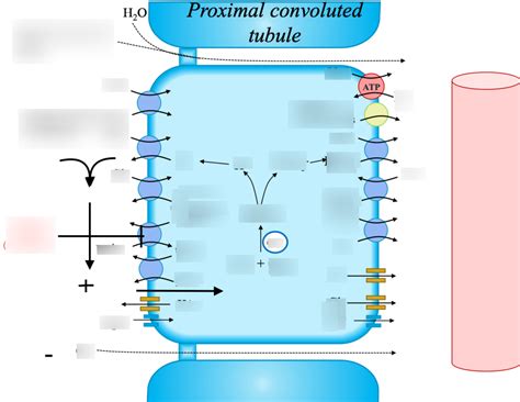 Proximal convoluted tubule Diagram | Quizlet