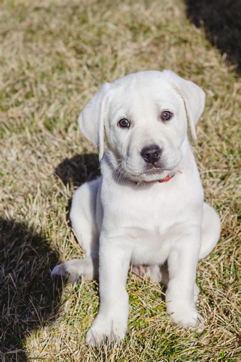 Male White lab Puppy Wesson – PLACED – Puppy Steps Training