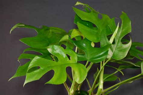 Pourquoi Les Feuilles De Mon Monstera Jaunissent Housekeeping