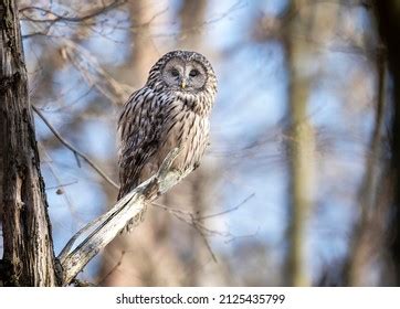 Ural Owl Strix Uralensis Close Stock Photo Shutterstock