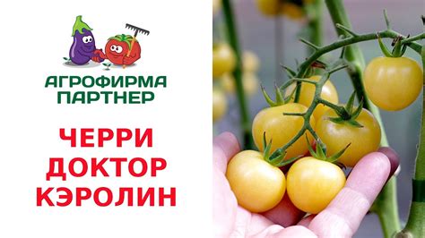 ЧЕРРИ ДОКТОР КЭРОЛИН - YouTube