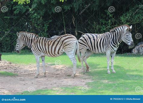 Little Rock Zoo Animals -3 stock photo. Image of zebra - 79222612