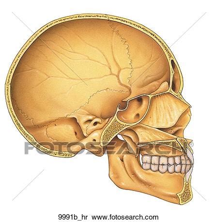 Anatomy Lab Day 8 Skull Sagittal Section Diagram Quizlet