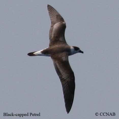 Black-capped Petrel | Birds of Cuba | Cuban Birds