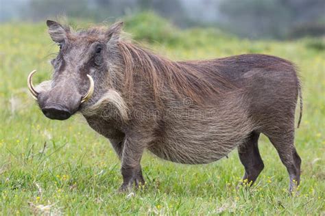 1002 Hair Warthog Stock Photos Free And Royalty Free Stock Photos From