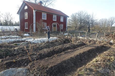 Sex meter spenat på friland Sara Bäckmo