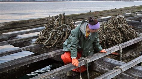 Las Setecientas Mujeres Que Trabajan En Las Bateas Gallegas