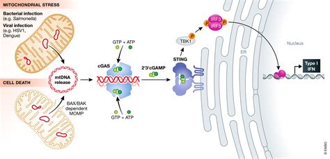 Mitochondrial DNA In Inflammation And Immunity EMBO Reports