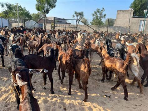 Black 10 25 Kg Ajmera Sirohi Goats Speciality Stall Feed Pure