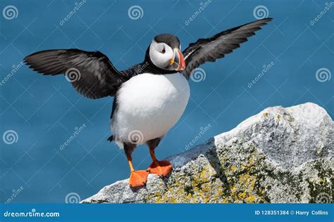 Atlantic Puffin Off the Coast of Maine Stock Photo - Image of maine ...