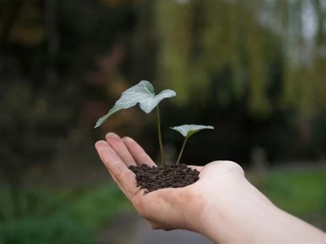 Importancia De Los Estudios De Impacto Ambiental Consultoria