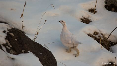 Pernici Bianche In Muta Invernale Juzaphoto