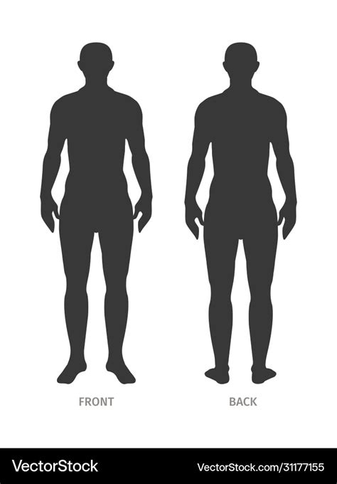 Man Anatomy Silhouette Size Human Body Full Vector Image