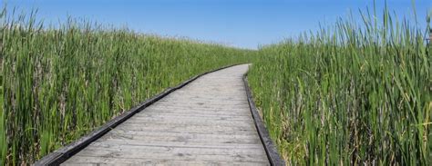 Constructed Wetlands Sustainable Water Treatmen Cropaia